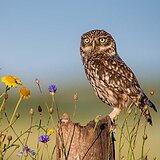 Little owls